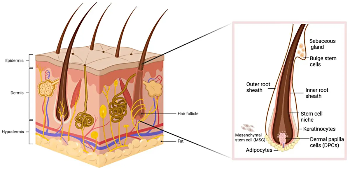 Skin layering and hair structure