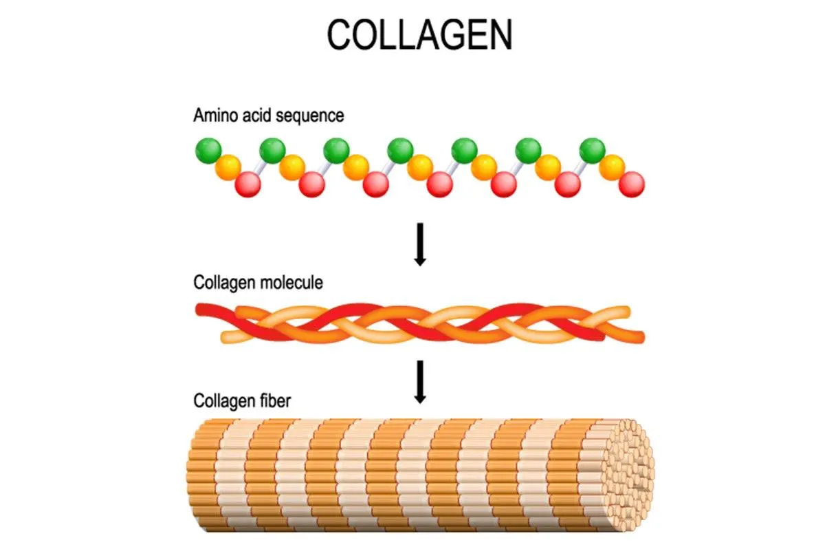 3 key amino acids for collagen synthesis