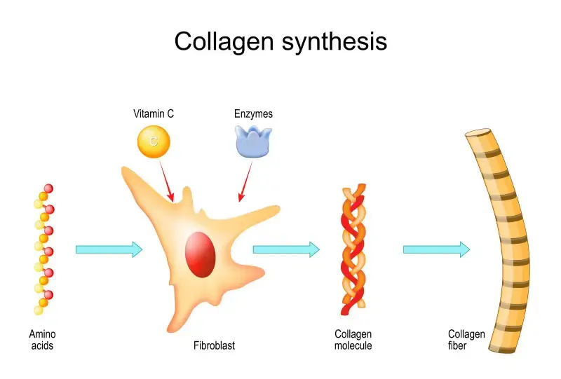 The process of generating collagen fibers from amino acids